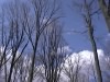 Trees and Sky