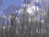 Trees and sky